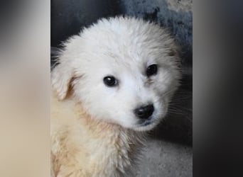 Cilwen - Weiß jemand, was aufpassen eigentlich heißt ?