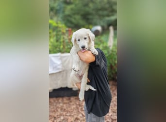 Fiete - der vergessene Hundejunge