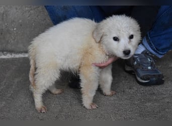 Cilwen - SOS - Weiß jemand, was aufpassen eigentlich heißt ?