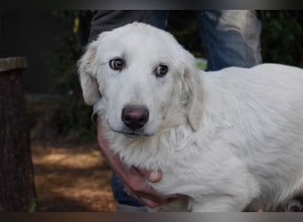 Sylvain - So jung und so chancenlos ...