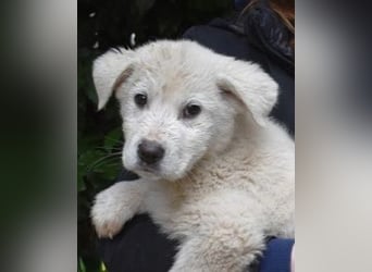 Harlan - So kleine Herzen...