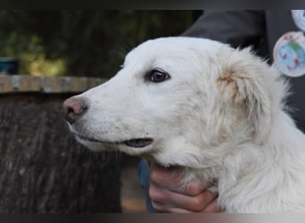 Sterling - So jung und so chancenlos ...