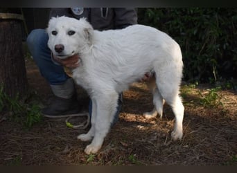 Saabira - So jung und so chancenlos ...