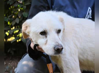 Talete - NOTFALL - Wenn man ehrlich ist