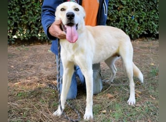 Admeto - Nur ein Wunsch: endlich nach Hause!