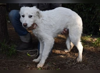 Saabira - So jung und so chancenlos ...