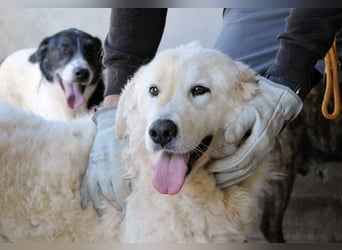 Imeria - Vielleicht bin ich dein leises Ja?