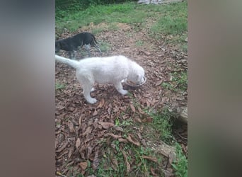 Fiete - der vergessene Hundejunge