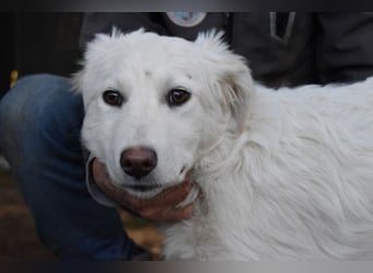 Saabira - So jung und so chancenlos ...