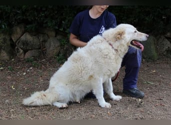 Fyona - Hell wie das Licht