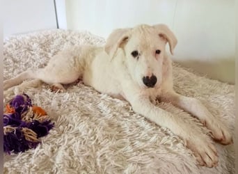 Boss - So viel Abenteuerliches...