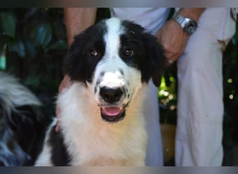 Lambertino - Pünktchen möchte nach Hause