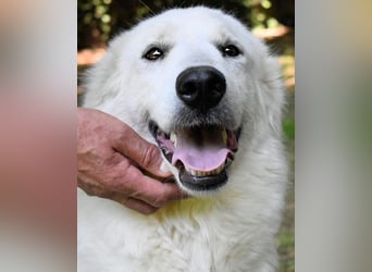 Ariotte - Weiße Schönheit liebt Menschen und sucht Dich!