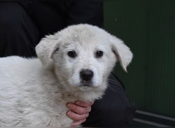 Harlan - So kleine Herzen...