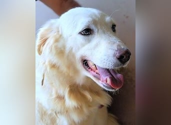 Harriette - weiß, es wird einmal ein Wunder gescheh'n