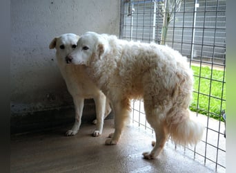 Volturno - Alles was es braucht, ist eine Chance