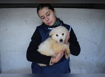 Calira - SOS - Weiß jemand, was aufpassen eigentlich heißt?