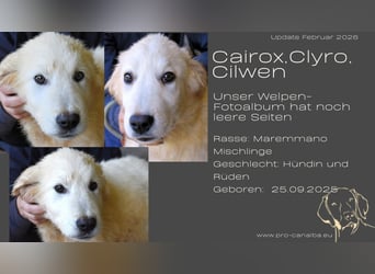 Cilwen - SOS - Weiß jemand, was aufpassen eigentlich heißt ?