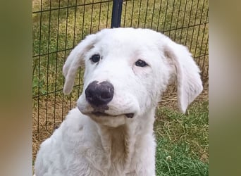 Boss - So viel Abenteuerliches...