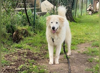 Crumble - mindestens Dreimeilenstiefel hat er angezogen