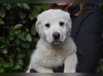 Hirion - So kleine Herzen...