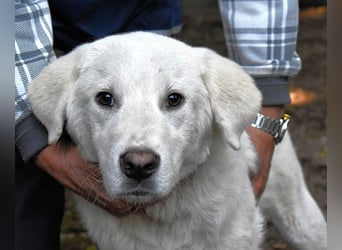 Harlan - Aus Welpenpfoten wurden große Schritte