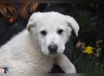 Hectorin - So kleine Herzen...