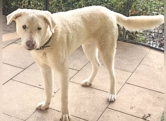 Boss - So viel Abenteuerliches...