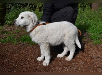 Hirion - So kleine Herzen...