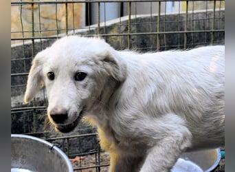 Radulf - Weiß, klug und wunderschön