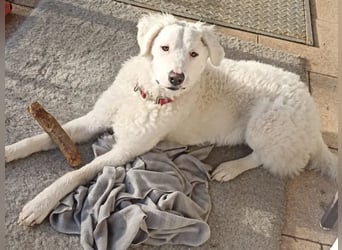 Bullo - Jede Menge tolle Dinge....