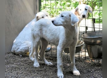 Ravelyn - Weiß, klug und wunderschön