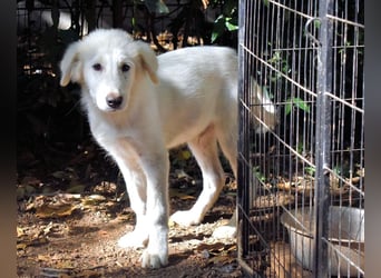 Cedro - Verständnis, Liebe & Geduld!