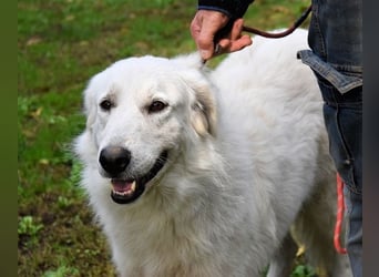 Ariotte - Weiße Schönheit liebt Menschen und sucht Dich!