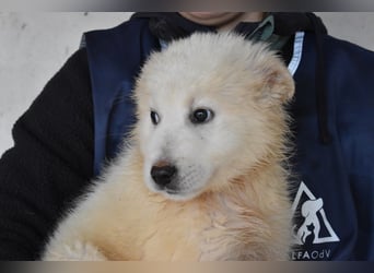 Cairox - SOS - Weiß jemand, was aufpassen eigentlich heißt?