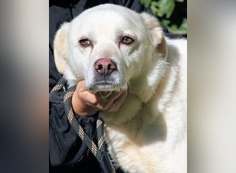 Talete - NOTFALL - Wenn man ehrlich ist