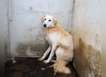 Frieder - Gibt es ein Leben jenseits von Schmerz und Einsamkeit?