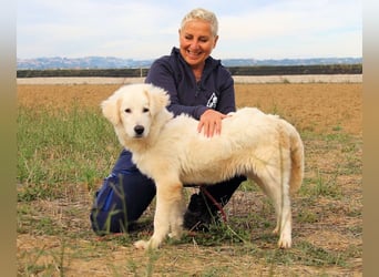 Garth - Kannst du machen, dass es nicht so lange dauert?