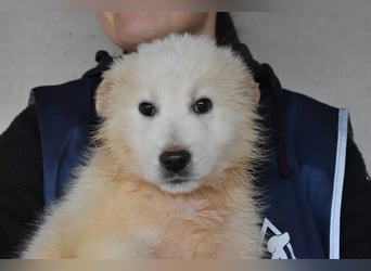 Cairox - SOS - Weiß jemand, was aufpassen eigentlich heißt?