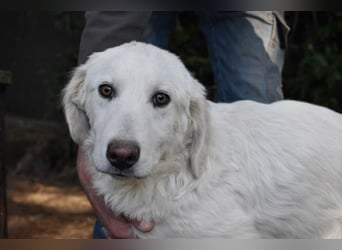 Sylvain - So jung und so chancenlos ...