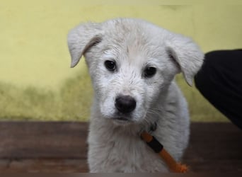 Harlan - So kleine Herzen...