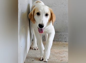 Briselda - Von Sinnen