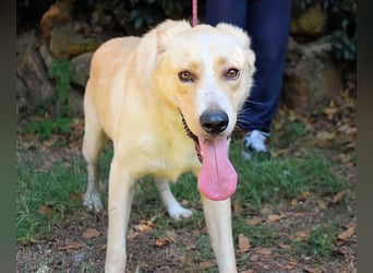 Admeto - Nur ein Wunsch: endlich nach Hause!