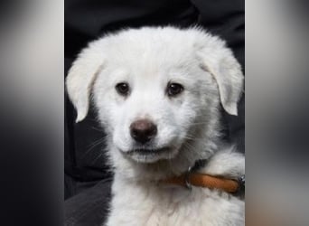 Hirion - So kleine Herzen...