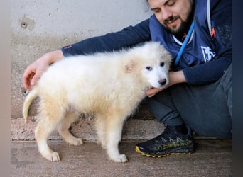 Cairox - Weiß jemand, was aufpassen eigentlich heißt?