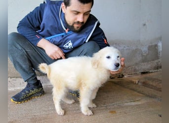 Cilwen - SOS - Weiß jemand, was aufpassen eigentlich heißt ?