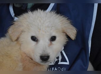 Cilwen - Weiß jemand, was aufpassen eigentlich heißt ?