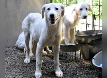 Ravelyn - Weiß, klug und wunderschön