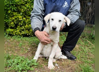 Hectorin - So kleine Herzen...