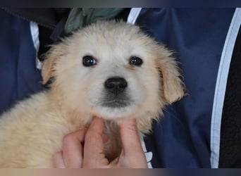 Cilwen - SOS - Weiß jemand, was aufpassen eigentlich heißt ?